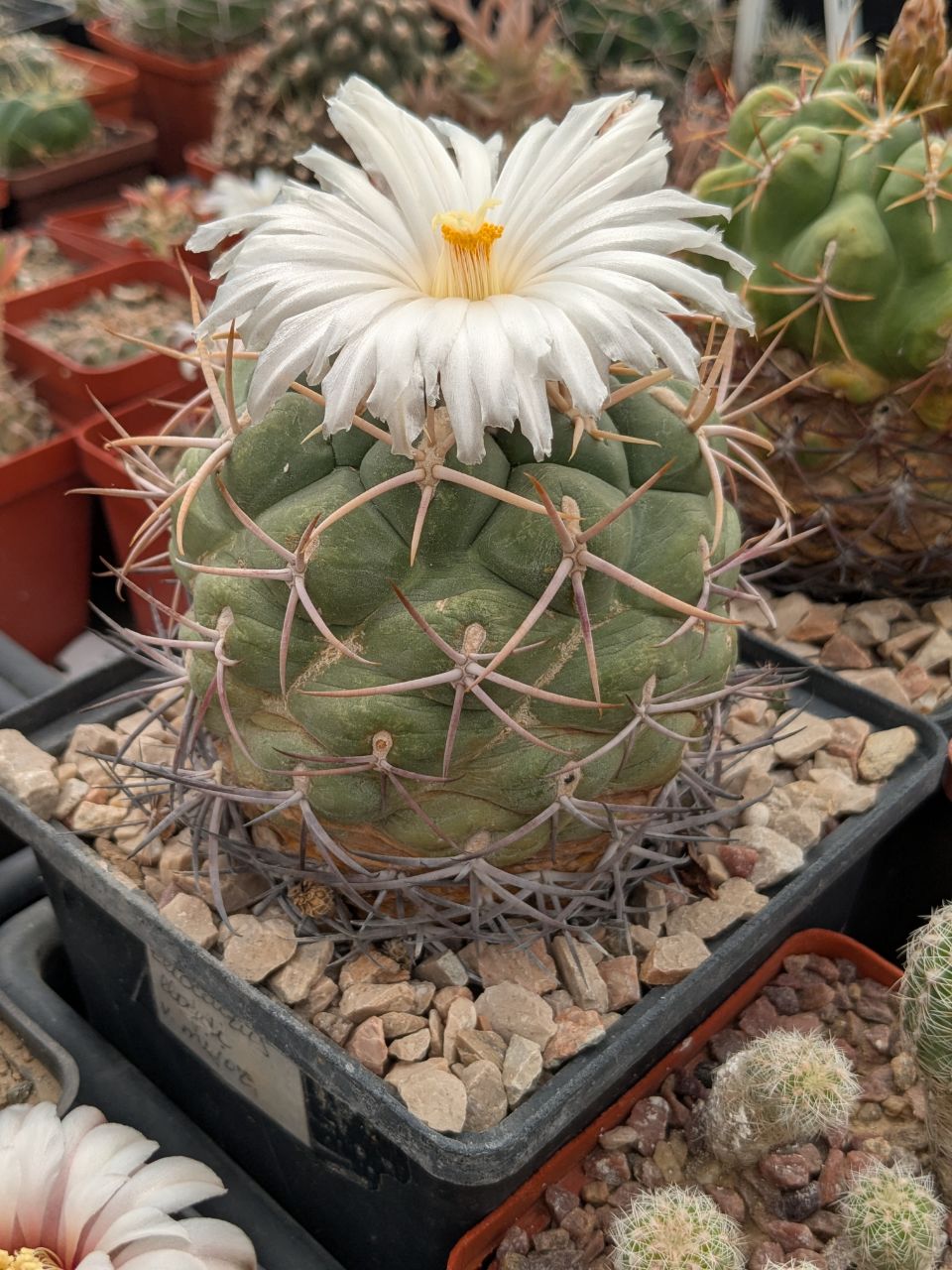 Thelocactus lloydii v. major