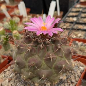Thelocactus buekii