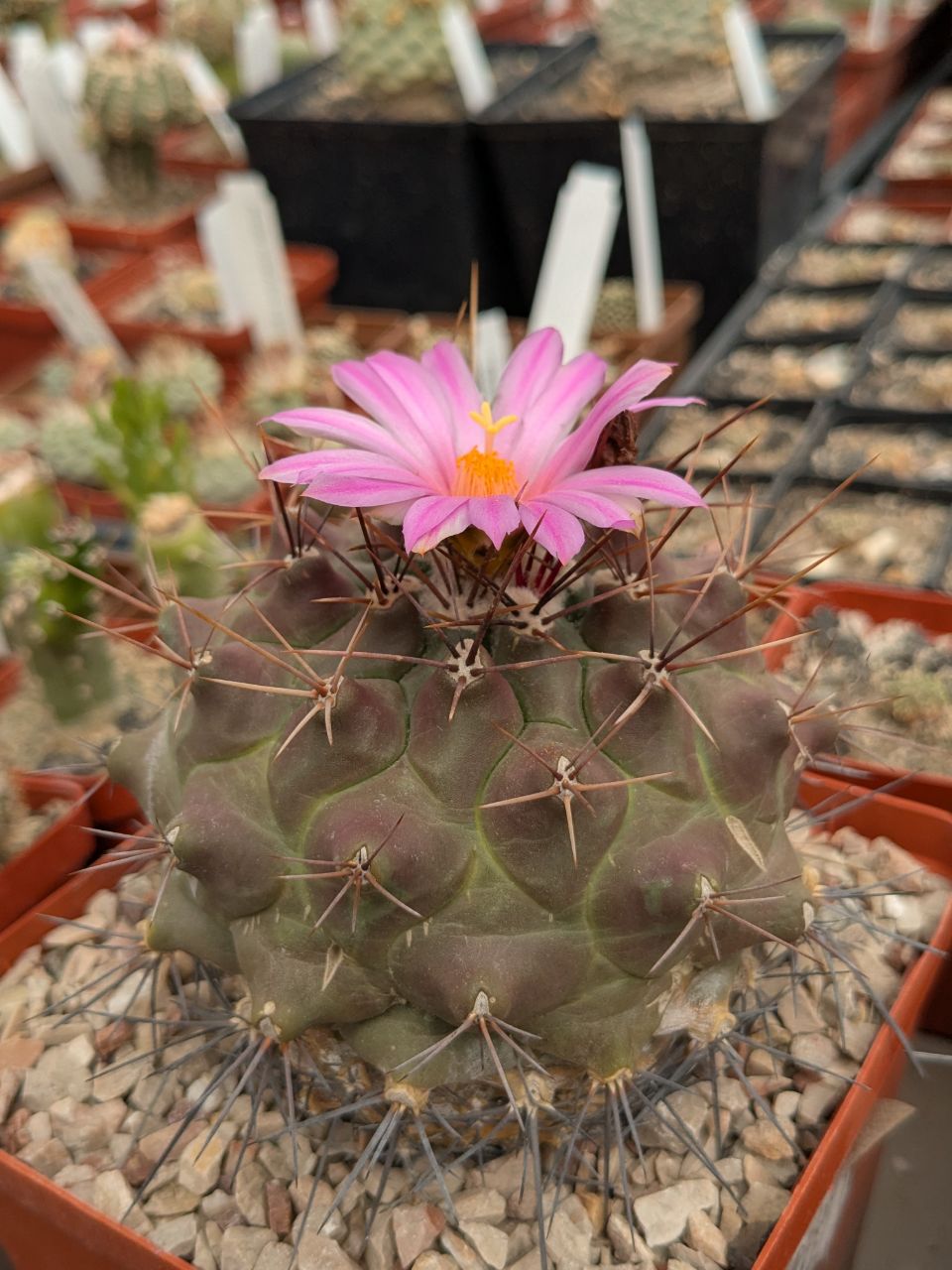 Thelocactus buekii