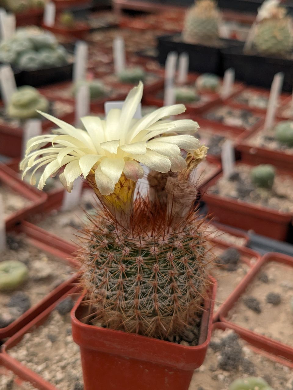 Notocactus schlosseri
