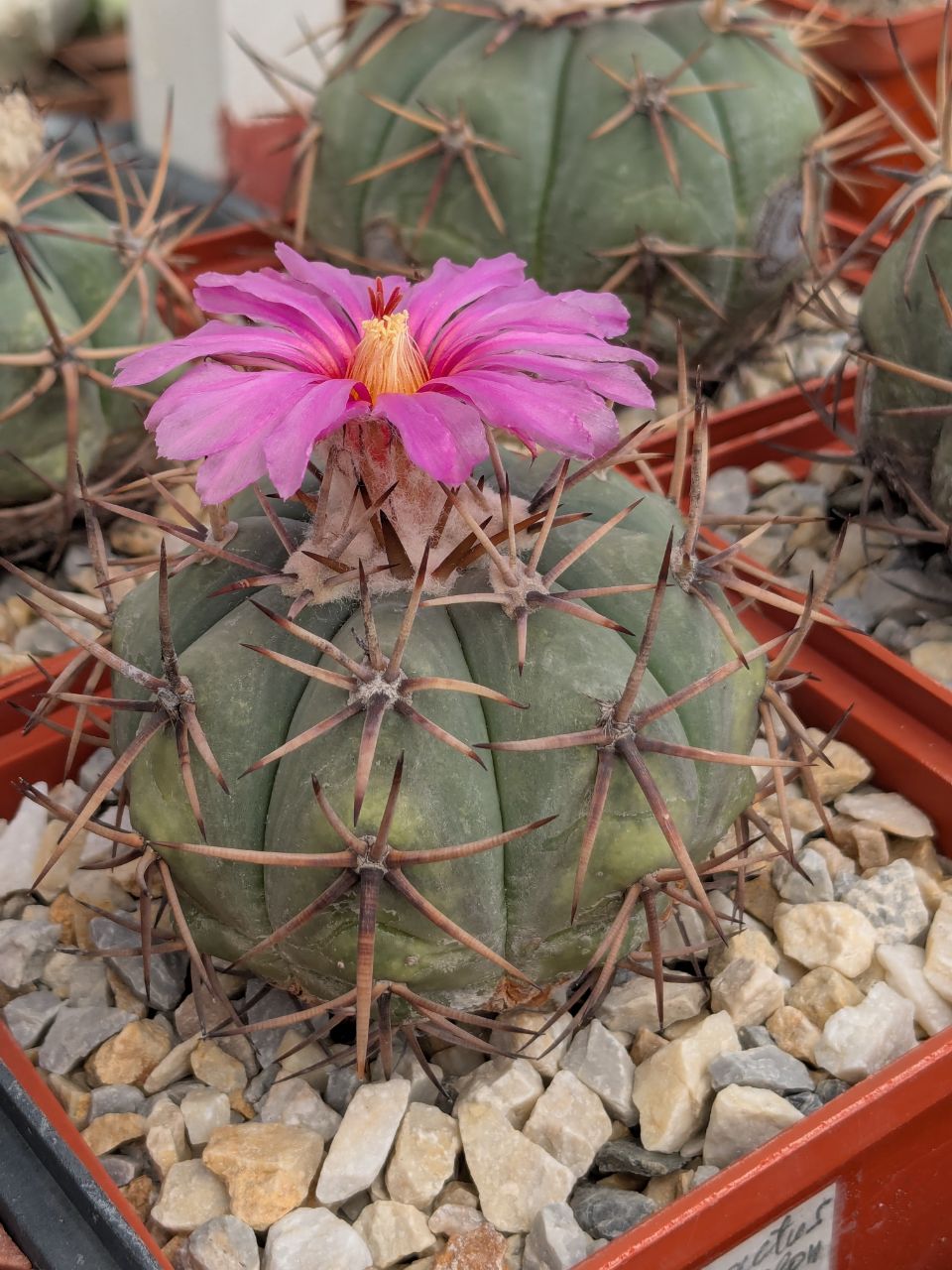 Echinocactus horizonthalonius