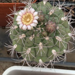 Gymnocalycium zegarrae