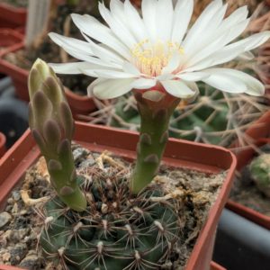 Gymnocalycium mesopotamicum