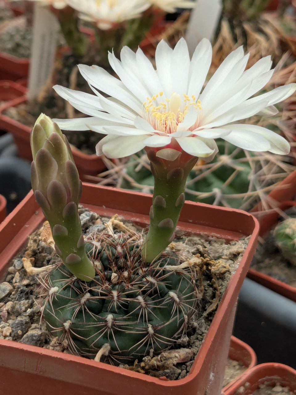 Gymnocalycium mesopotamicum