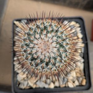 Mammillaria dixanthocentron v. rubrispina
