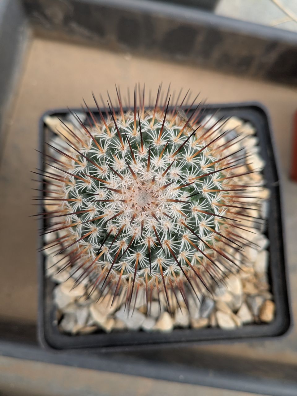 Mammillaria dixanthocentron v. rubrispina