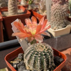 Lobivia robusta v. sanguinea