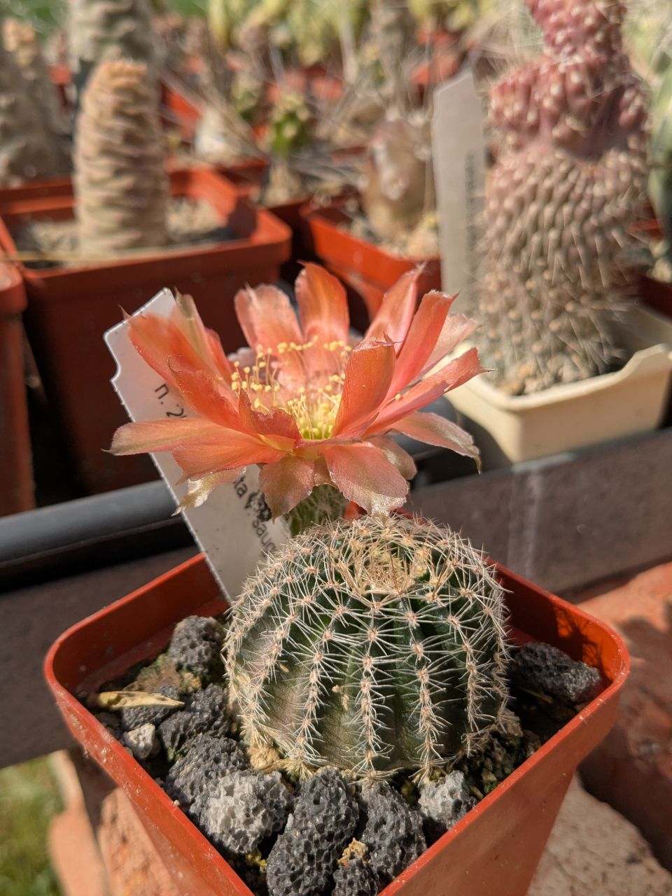 Lobivia robusta v. sanguinea
