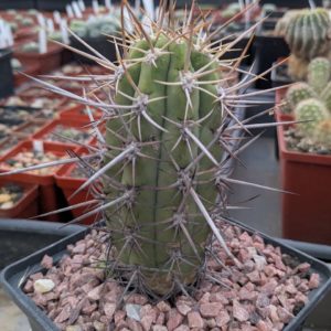 Trichocereus chilensis v. borealis