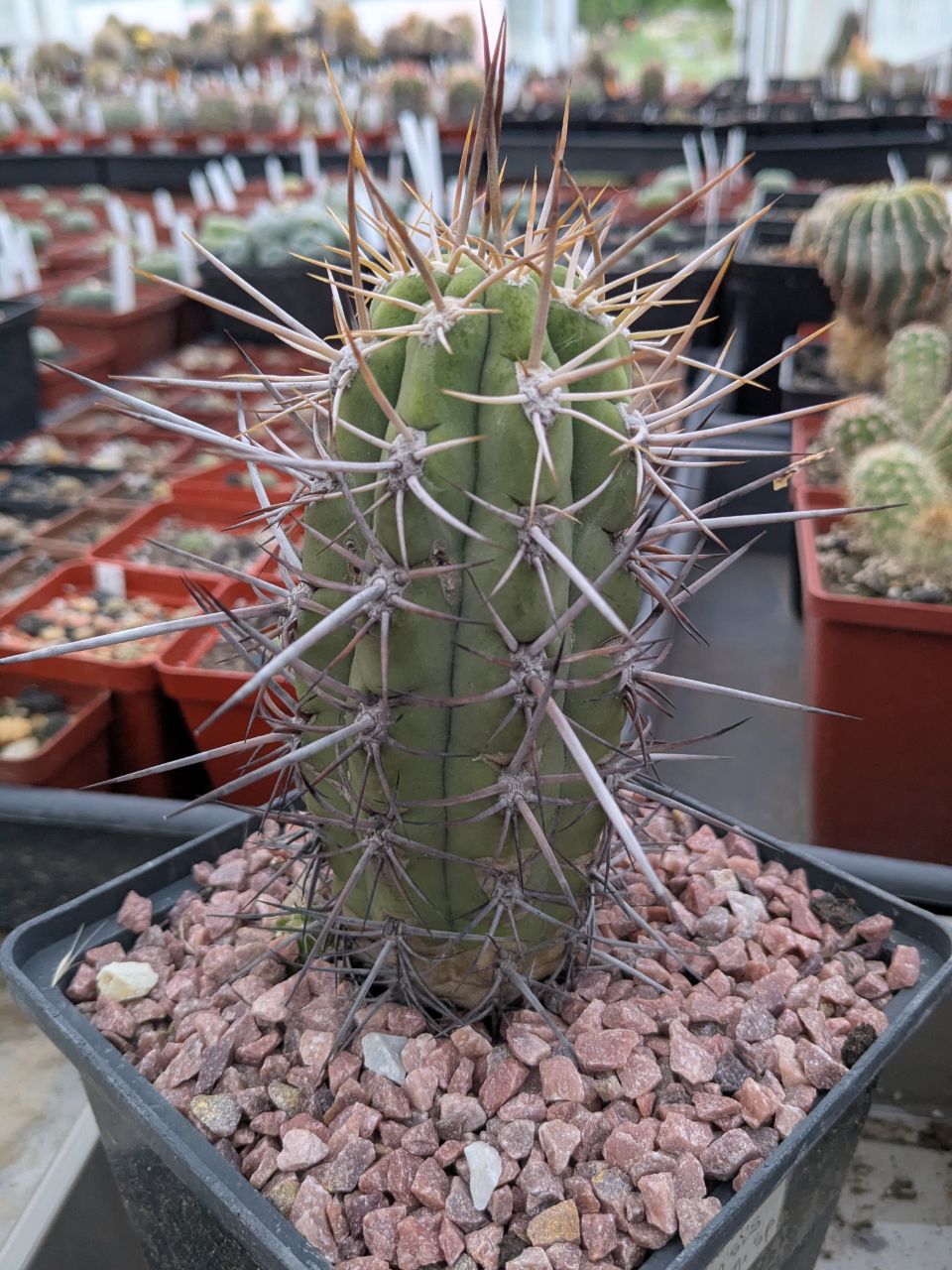 Trichocereus chilensis v. borealis