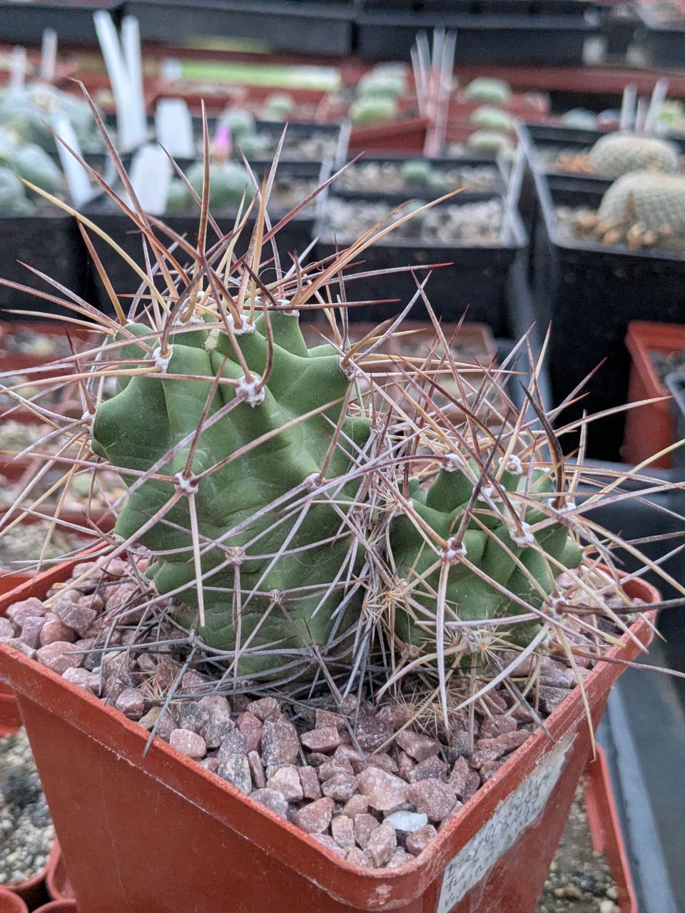 Echinocereus triglochidiatus v. gonacanthus SB753