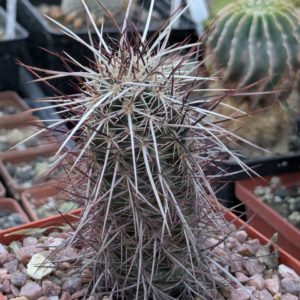 Echinocereus engelmanii v. chrysocentrus RP 75 (-20)