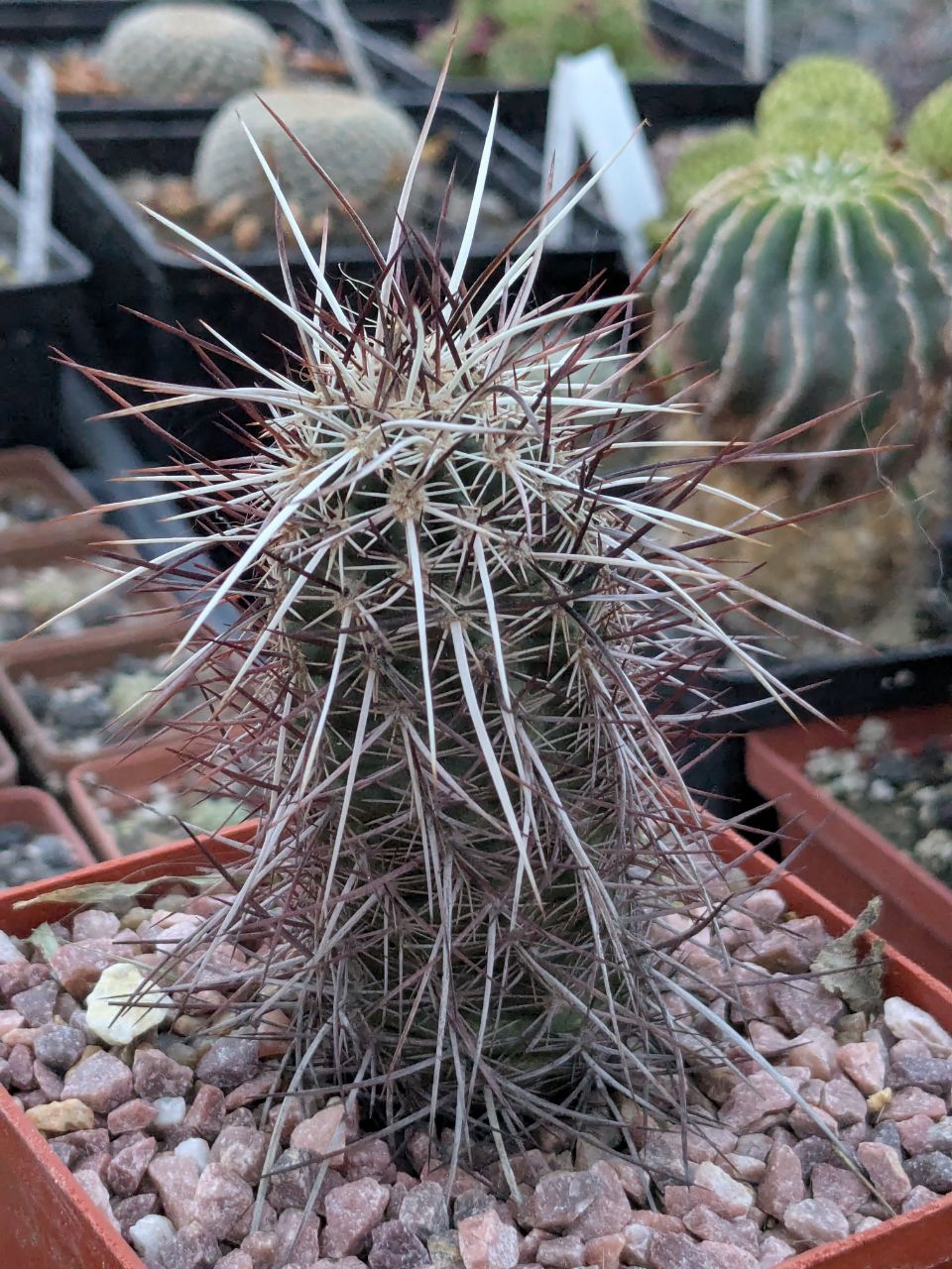 Echinocereus engelmanii v. chrysocentrus RP 75 (-20)