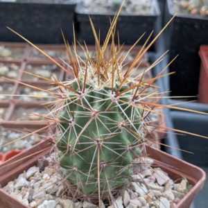 Echinocereus nicholii SB 1933