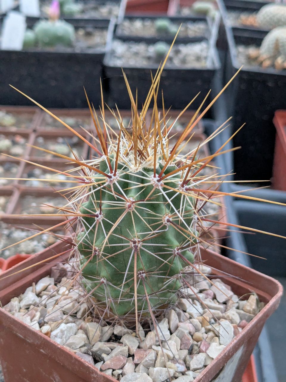 Echinocereus nicholii SB 1933