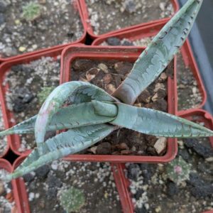 Agave flexispina SB 1889.16