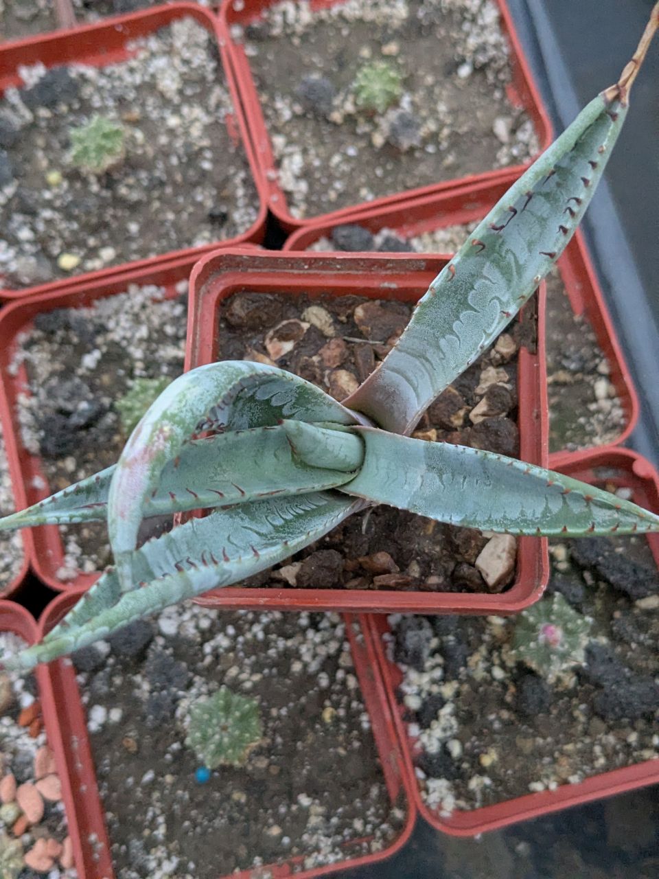 Agave flexispina SB 1889.16
