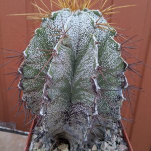 Astrophytum ornatum
