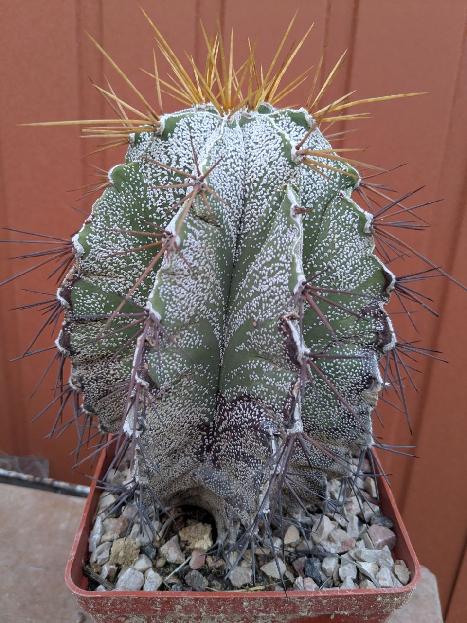 Astrophytum ornatum