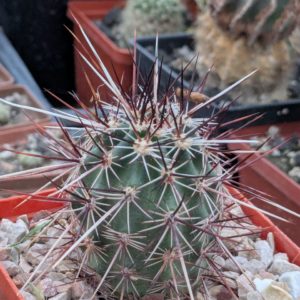 Echinocereus engelmanii v. chrysocentrus Indian Springs