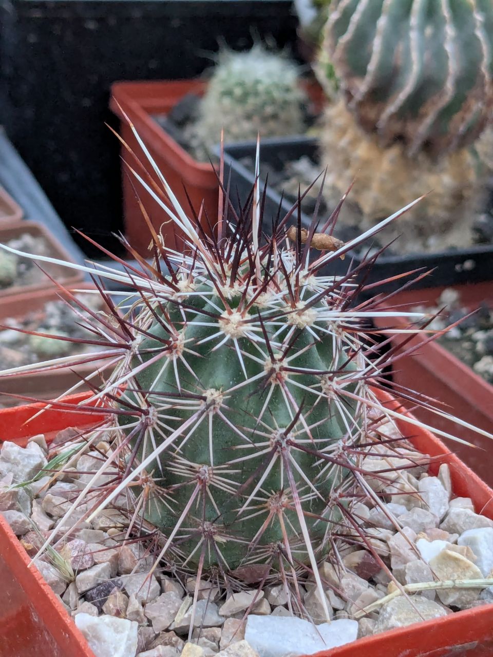 Echinocereus engelmanii v. chrysocentrus Indian Springs