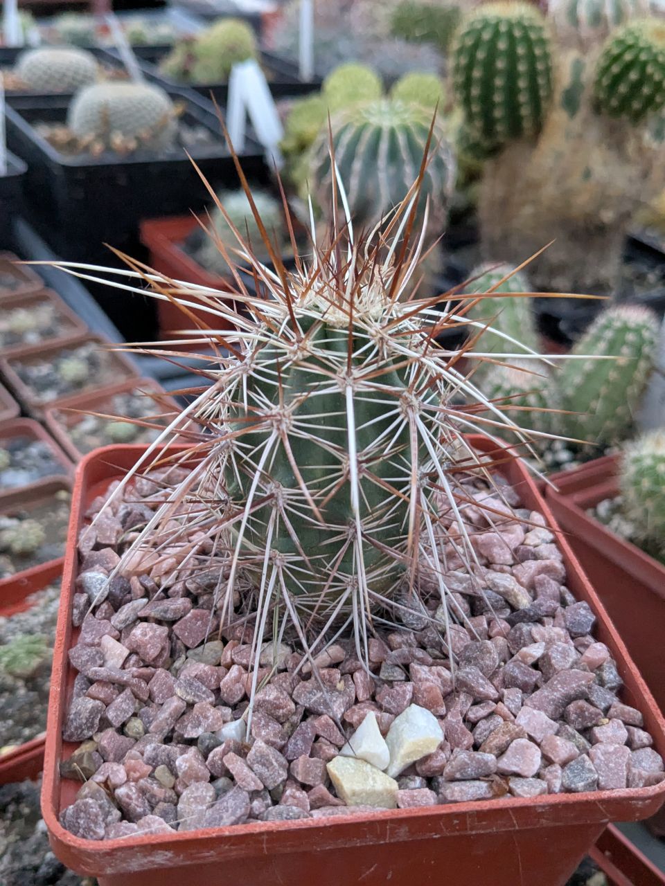Echinocereus engelmannii v. armatus San Bernardino