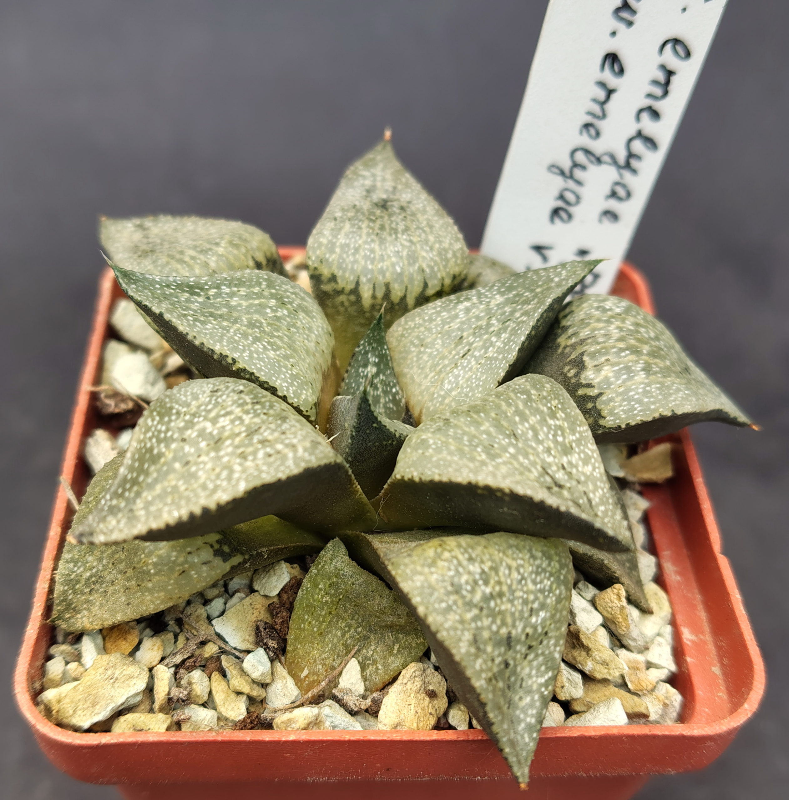 Haworthia emelyae "picta" GM 259, ex. S.H. X Haworthia emelyae v. comptoniana GM 266, ex. A.L.