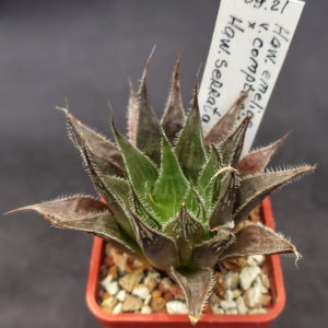 Haworthia emelyae v. comptoniana GM 266, ex. AL X Haworthia serrata, ex.SH