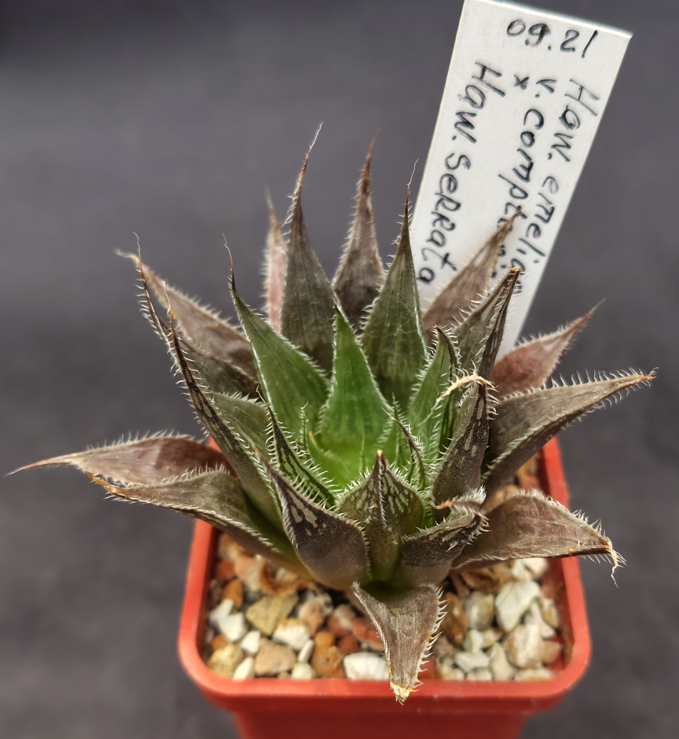 Haworthia emelyae v. comptoniana GM 266, ex. AL X Haworthia serrata, ex.SH