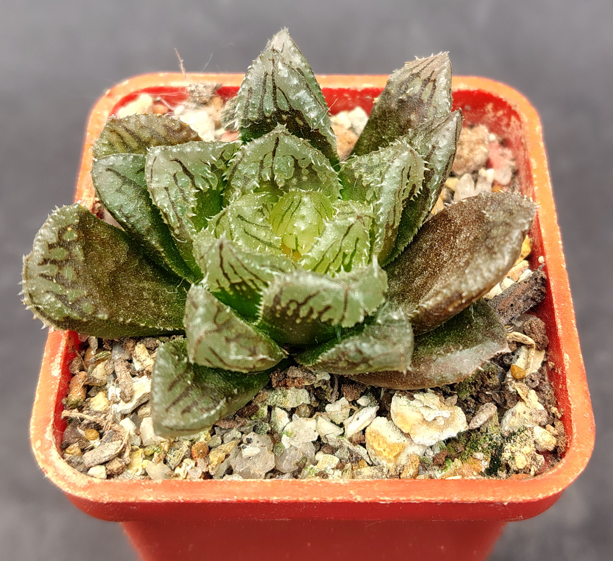 Haworthia  ‘Hakuteijyo’