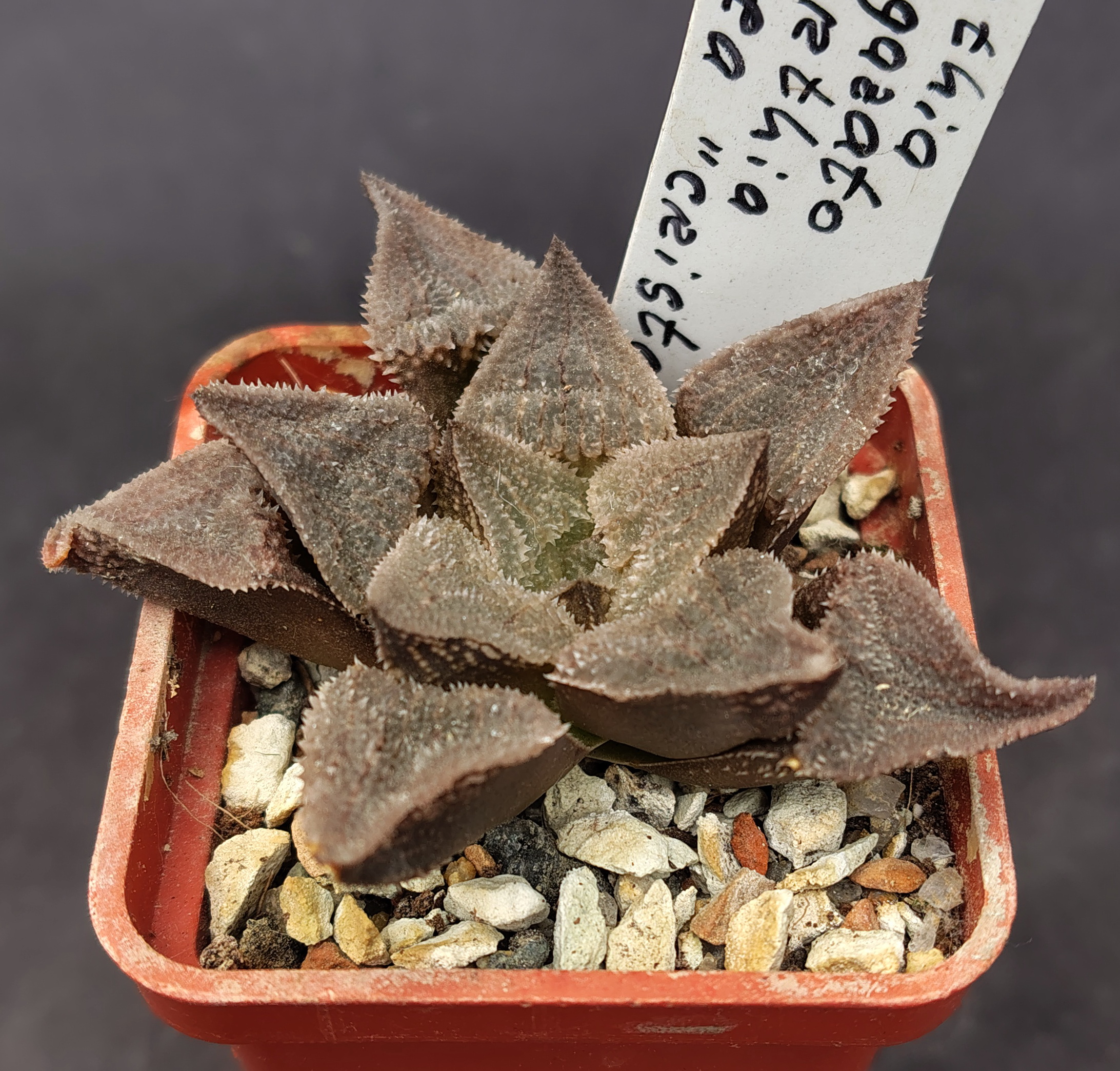 Haworthia cv. Kegazato X Haworthia pygmaea f. crystallina