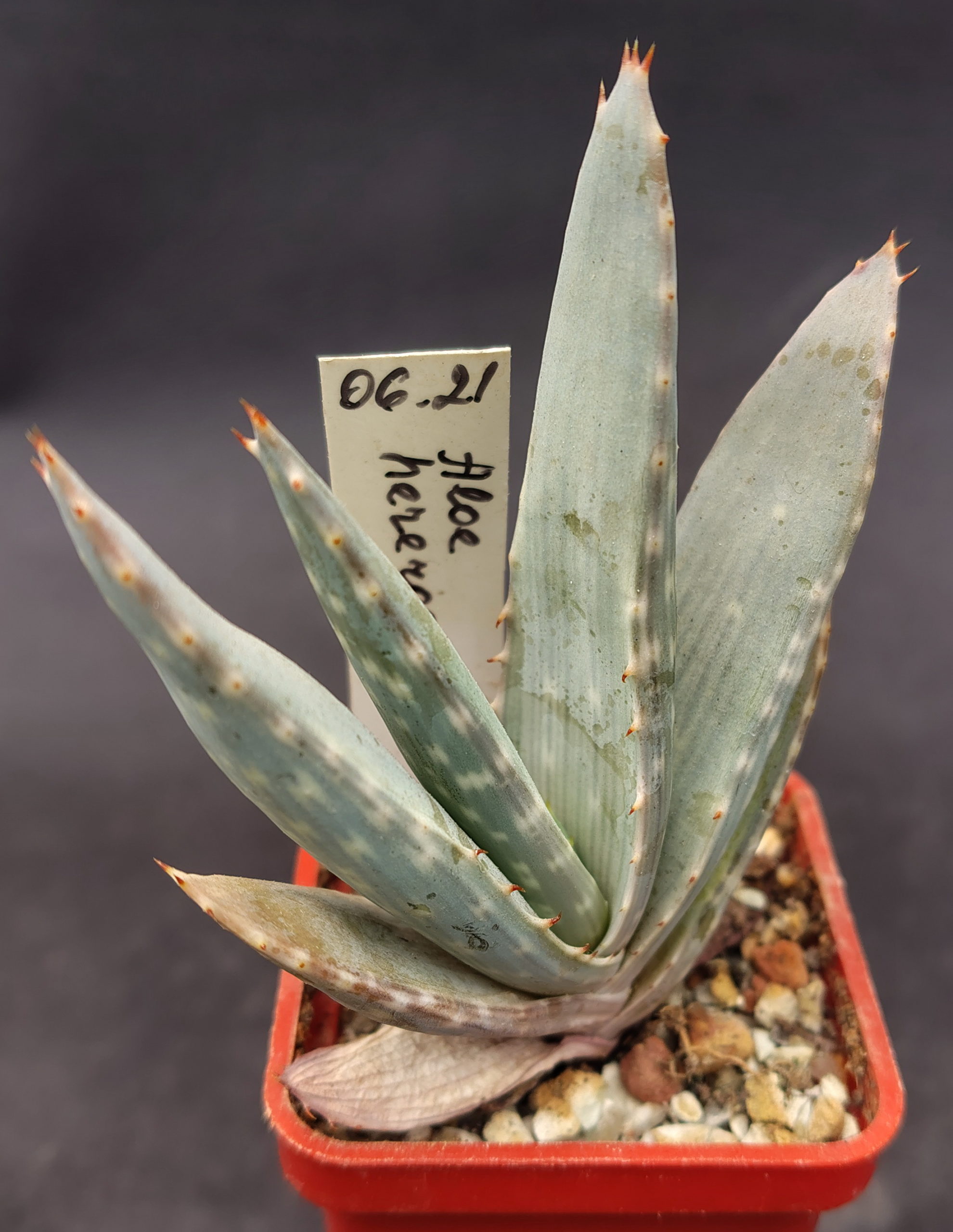 Aloe hereroensis, Upington, RSA