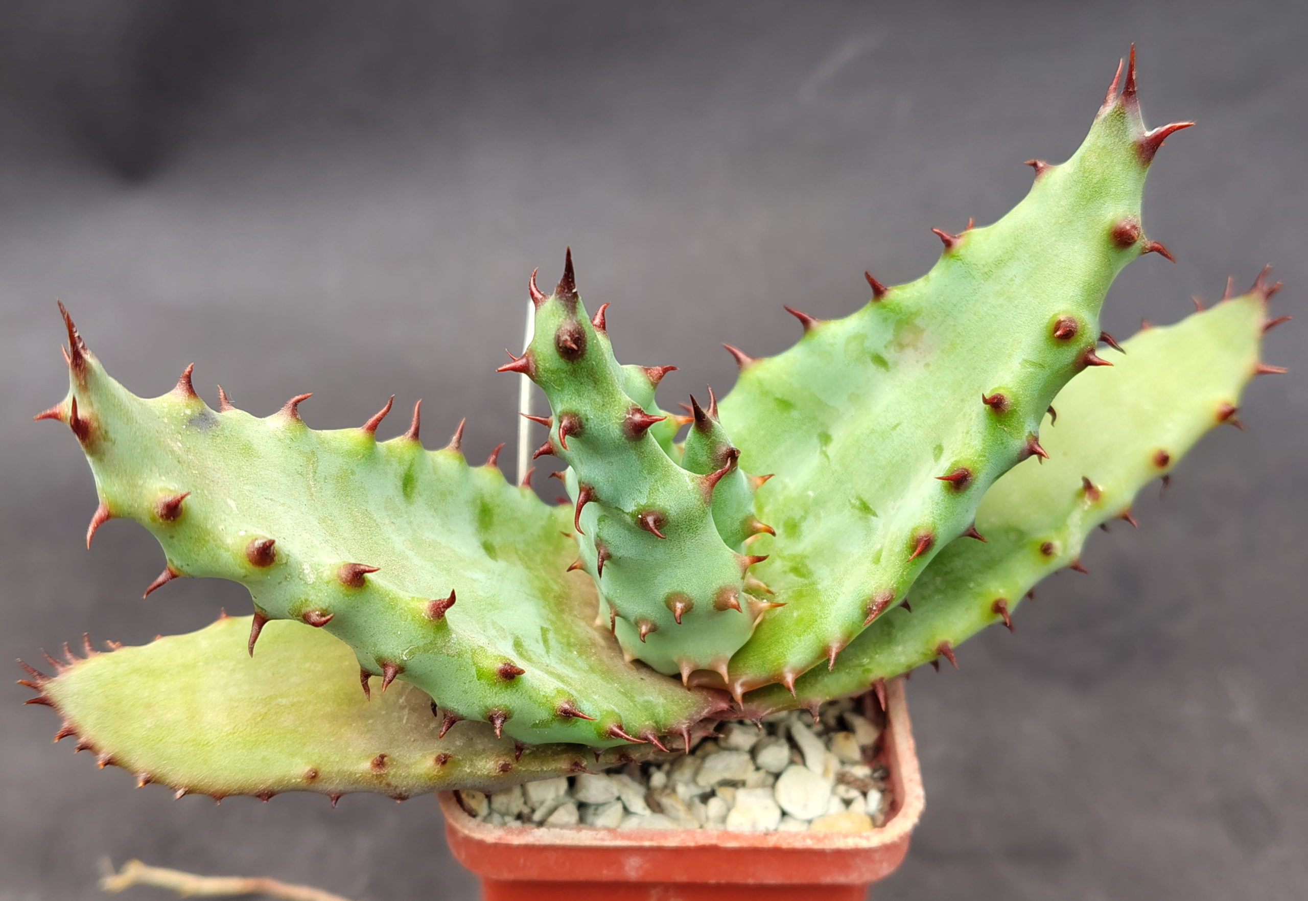 Aloe marlothii, RSA  (Silverhill)