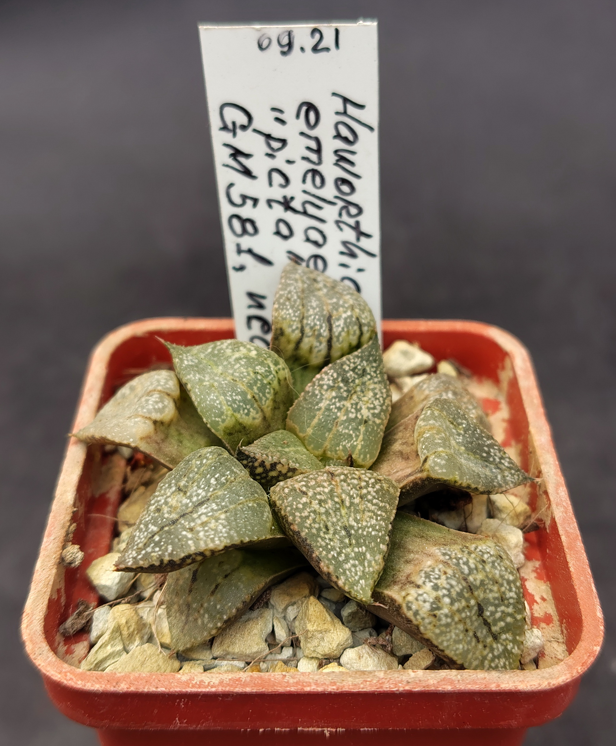 Haworthia emelyae "picta" GM 581, ex. AL