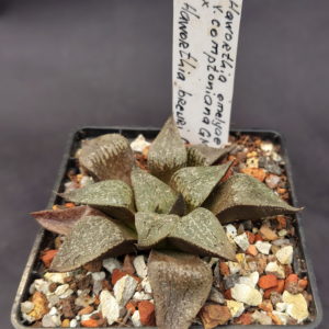 Haworthia emelyae v. comptoniana GM 266, ex. A.L. X Haworthia breueri GM 449, ex. A.L.