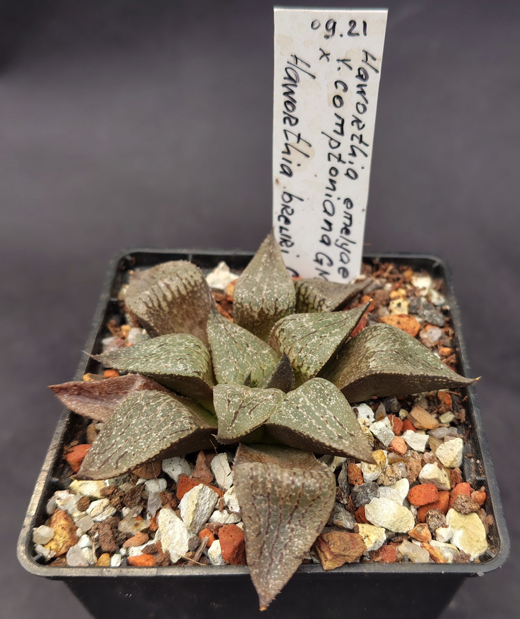 Haworthia emelyae v. comptoniana GM 266, ex. A.L. X Haworthia breueri GM 449, ex. A.L.