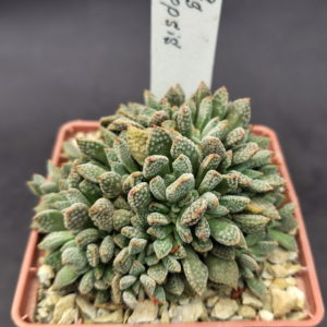 Crassula ausensis subs. titanopsis