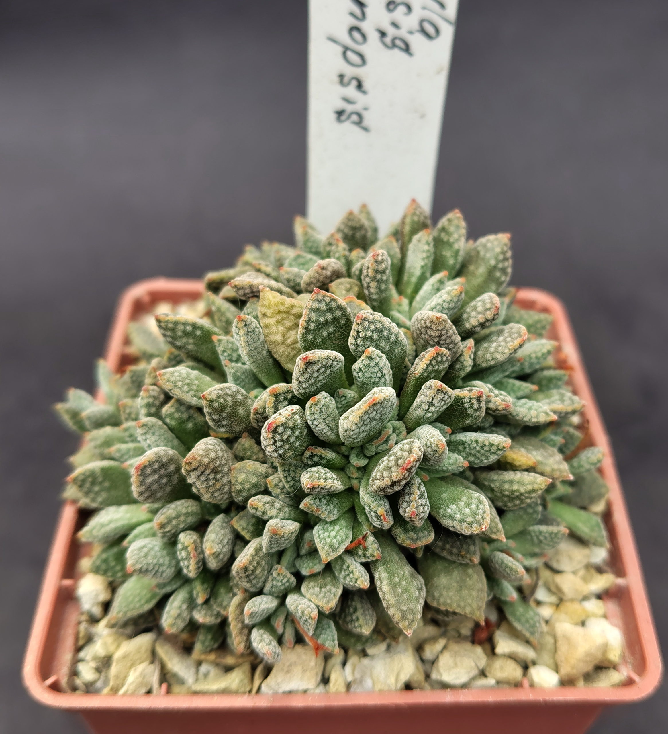 Crassula ausensis subs. titanopsis