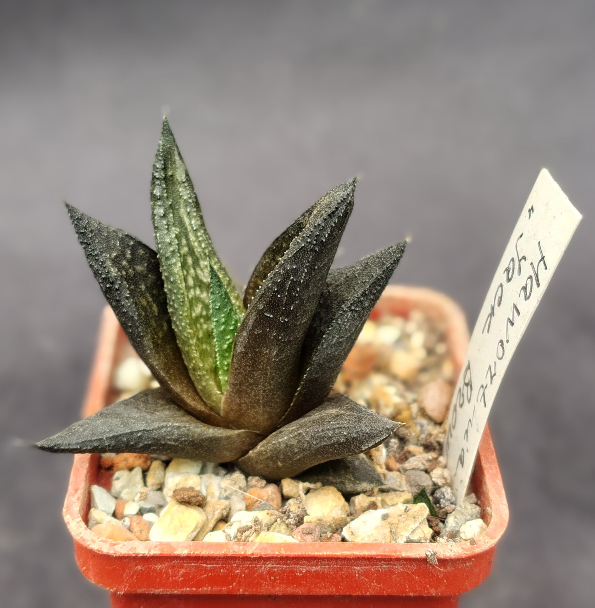 Haworthia Jack Brown