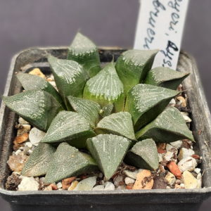 Haworthia bayeri, Dysseldorp, ex. S.H. X Haworthia breueri GM 449, ex. A.L.