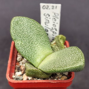 Pleiospilos simulans (Koehres)