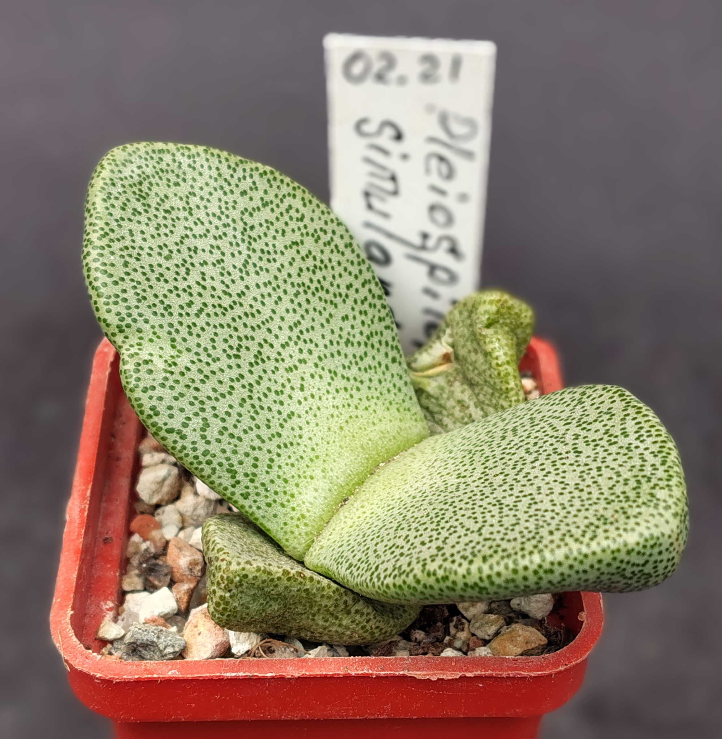Pleiospilos simulans (Koehres)