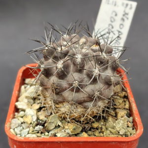 Neoporteria cachytayensis