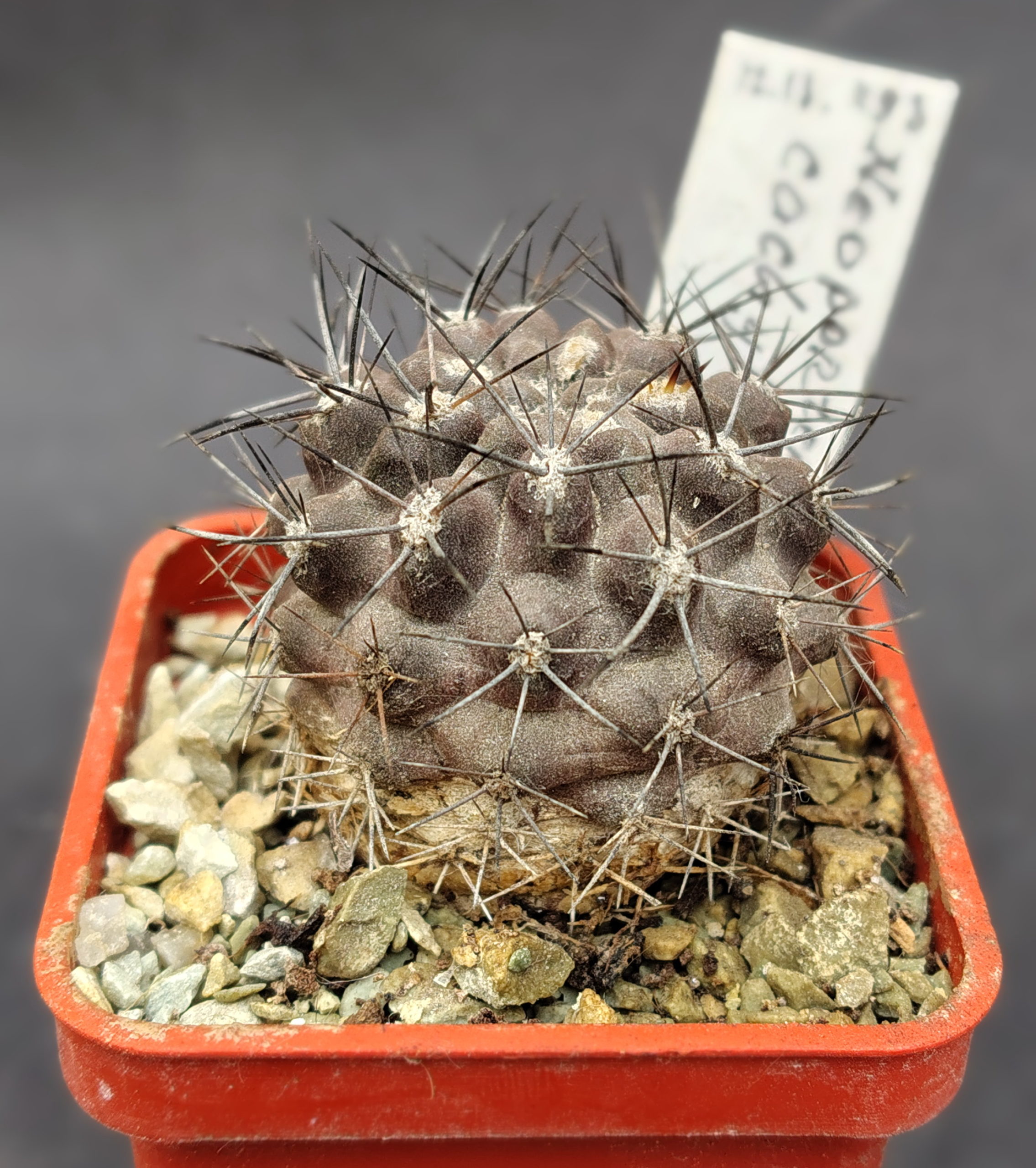 Neoporteria cachytayensis