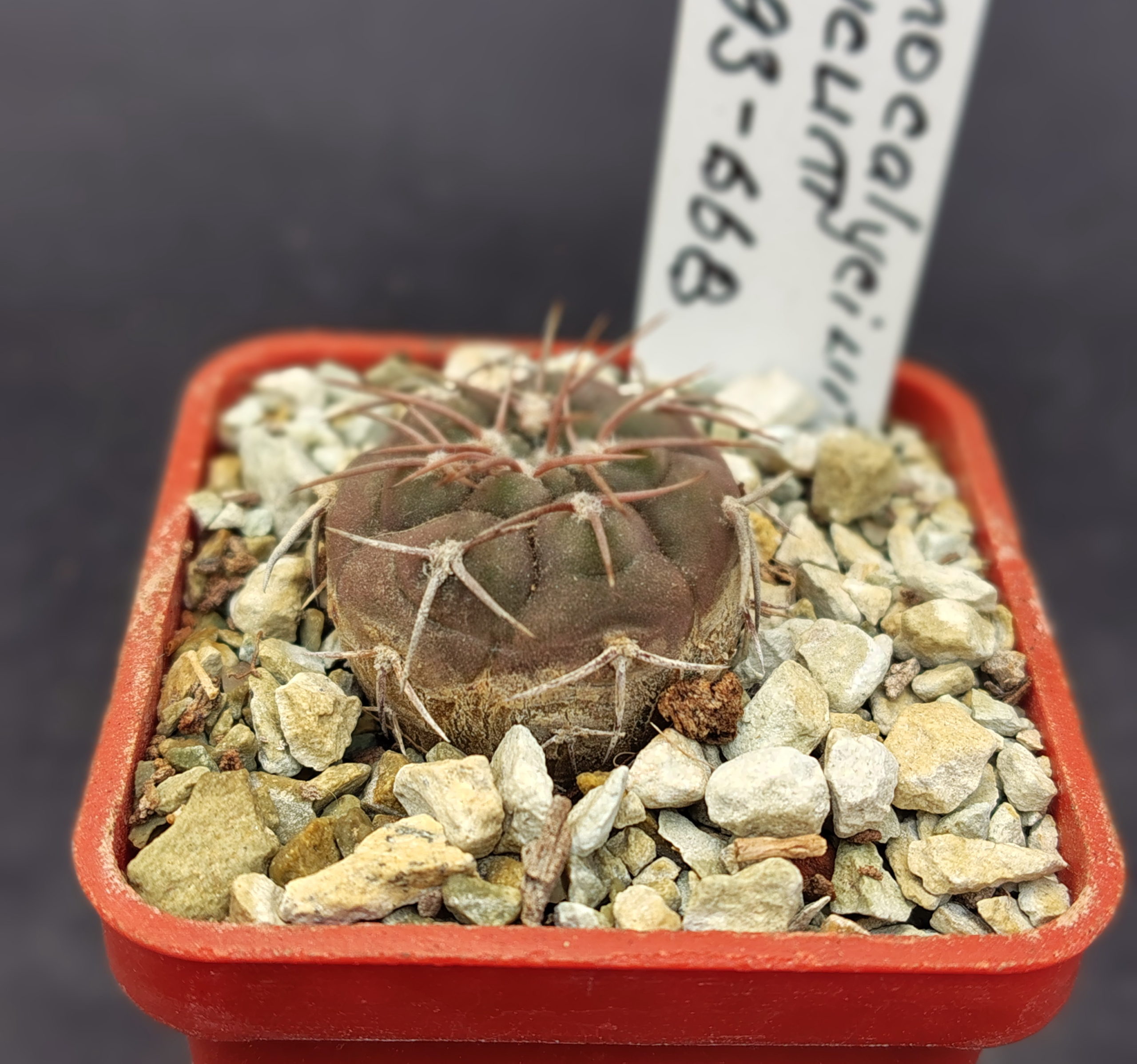 Gymnocalycium glaucum GN 93-668