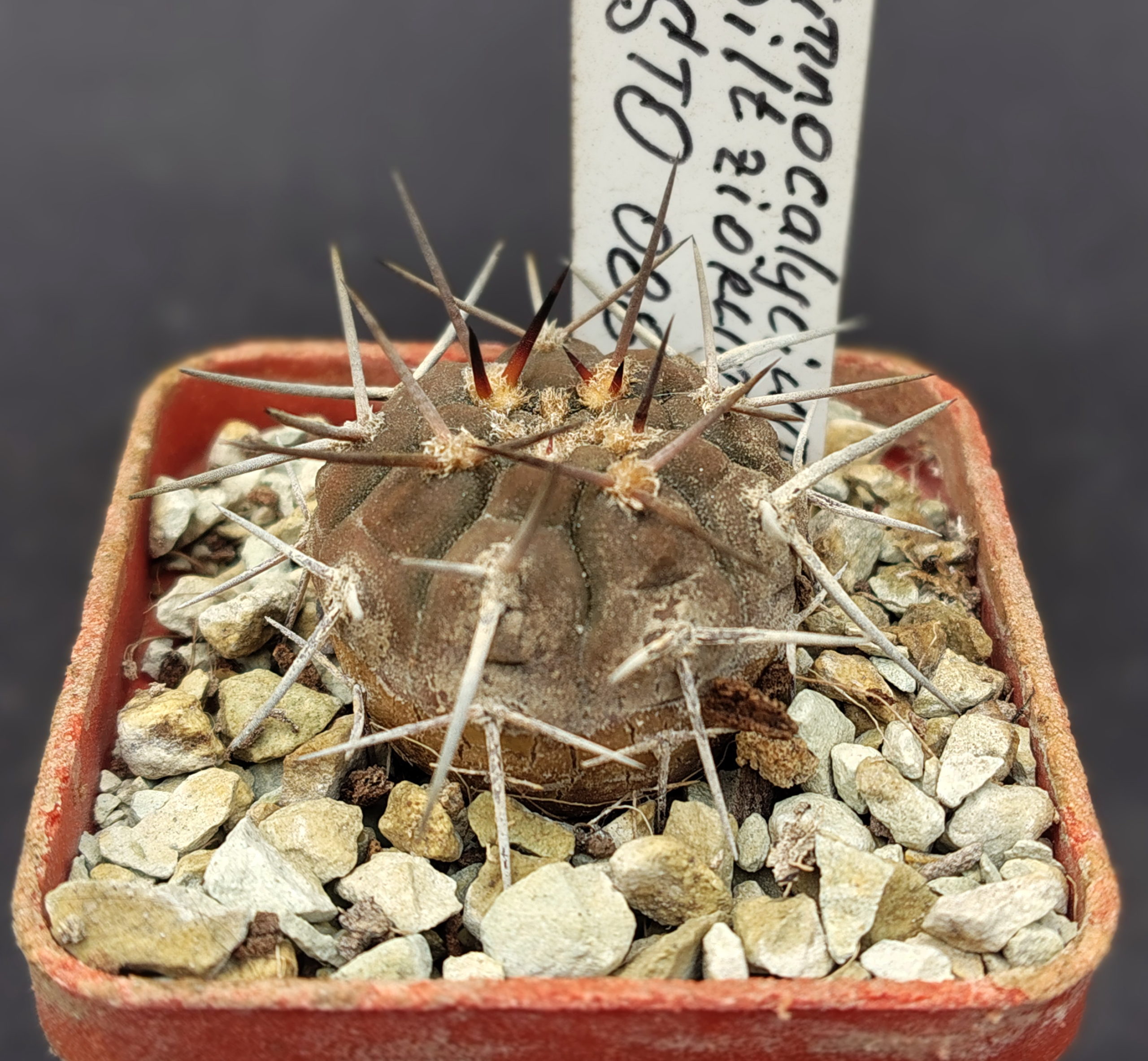 Gymnocalycium piltziorum STO 88-178, Pinchas