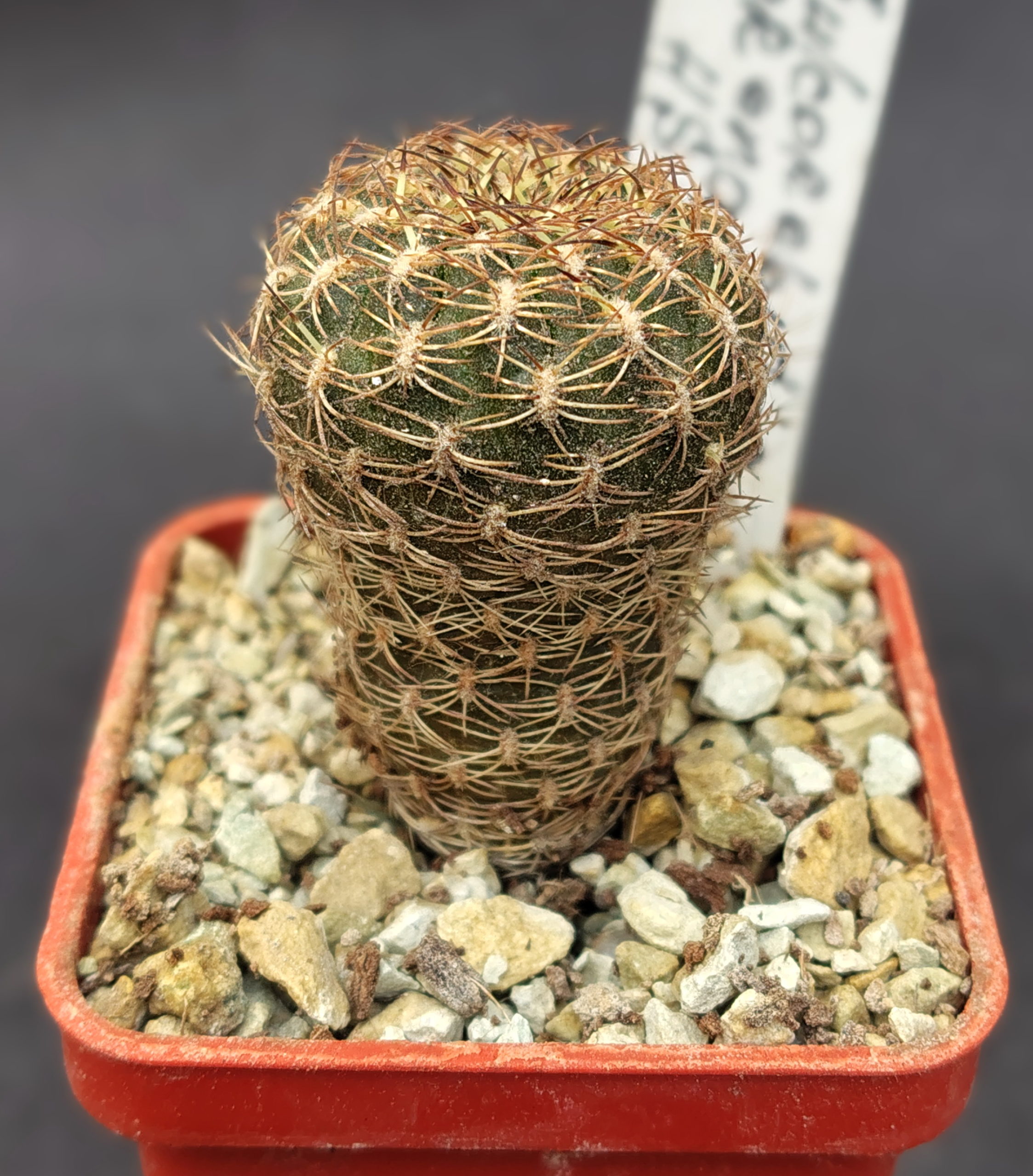 Sulcorebutia arenacea HS 30