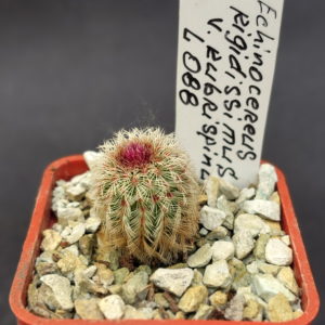 Echinocereus rigidissimus  v.rubispinus Lau 088