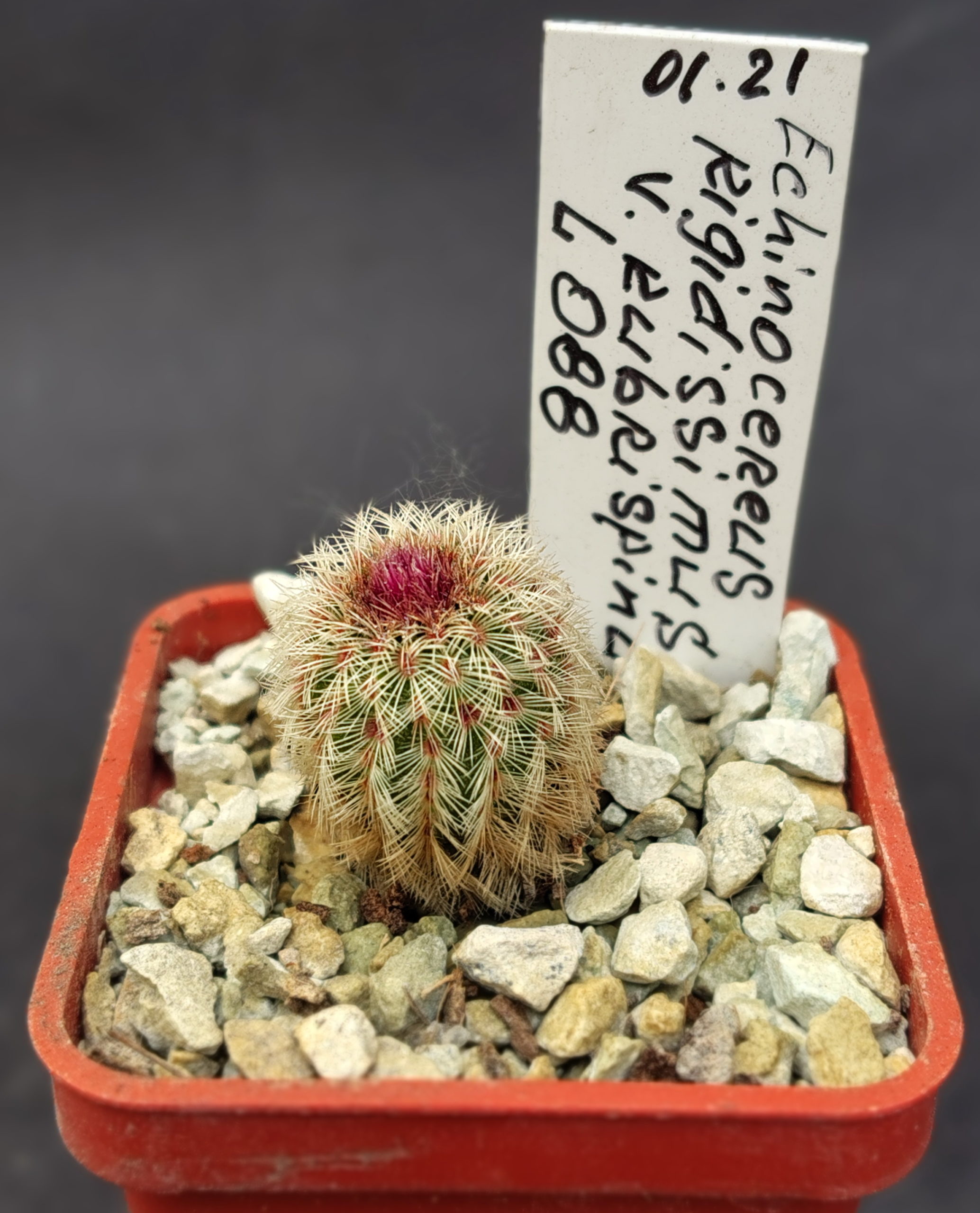 Echinocereus rigidissimus  v.rubispinus Lau 088