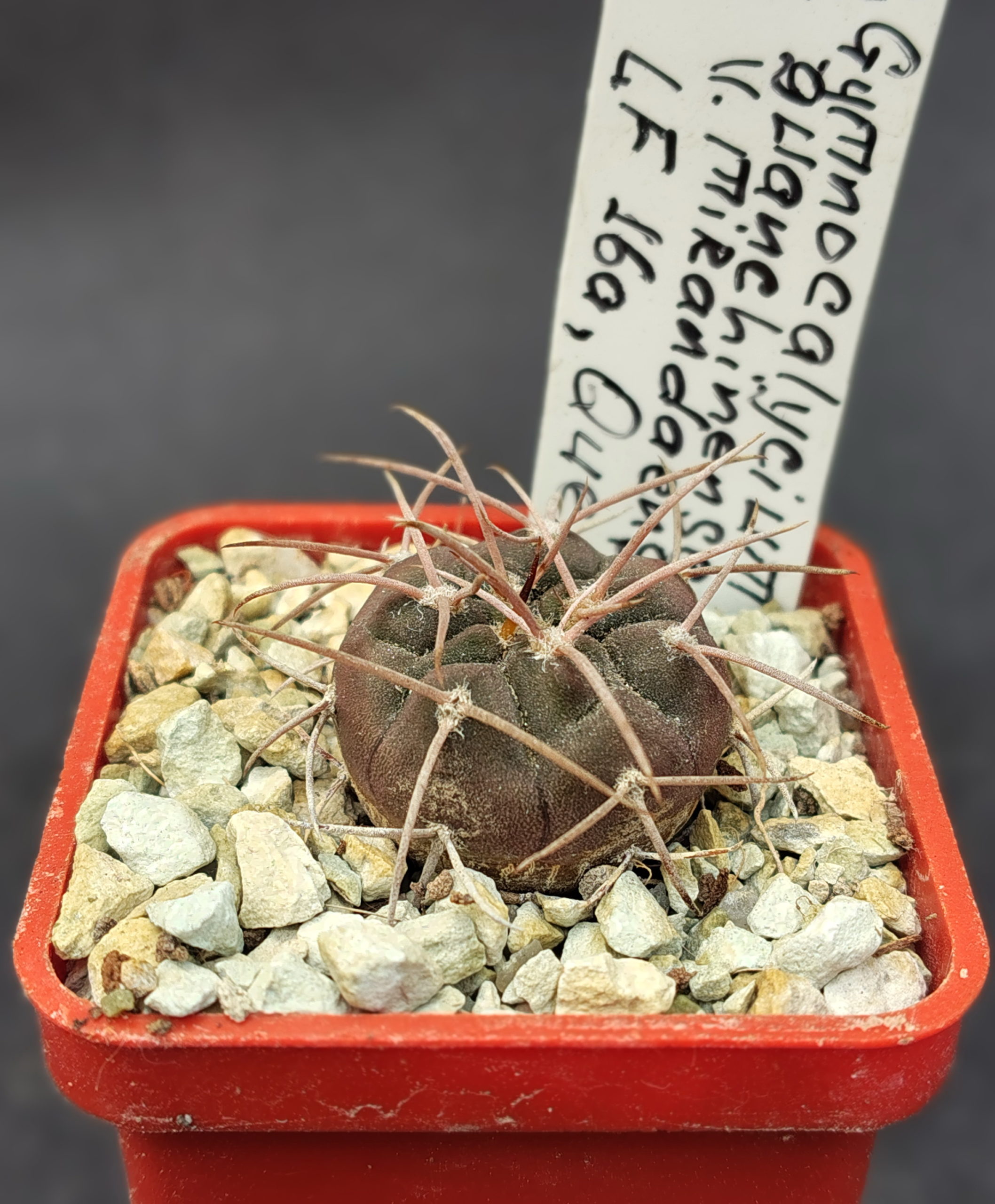 Gymnocalycium guanchinense v. mirandaense LF 16a
